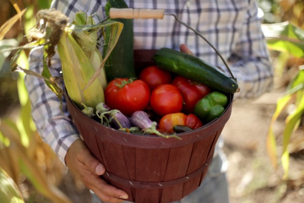 basket of fresh produce